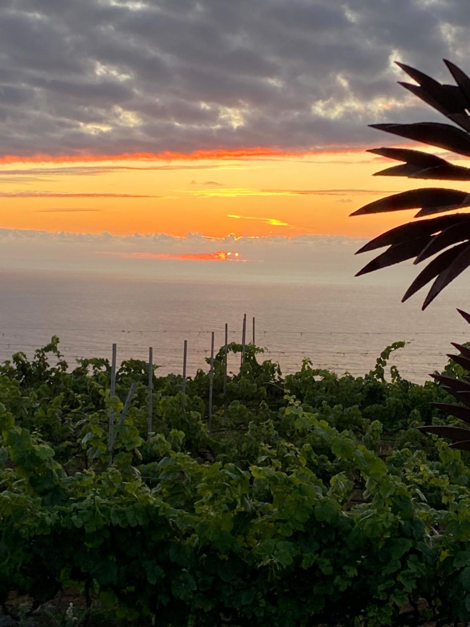 Finca Angelus Apartment Syrah With Amazing Views La Matanza De Acentejo Exteriör bild